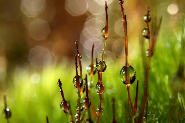 Природа в макросъемке. Неповторимые работы фотографа с Британии (ФОТО)