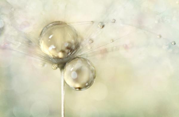 Природа в макросъемке. Неповторимые работы фотографа с Британии (ФОТО)