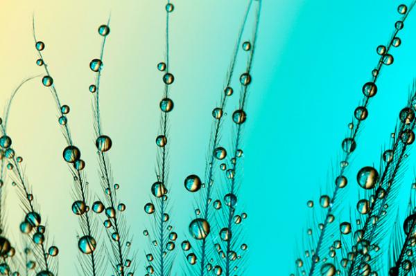 Природа в макросъемке. Неповторимые работы фотографа с Британии (ФОТО)