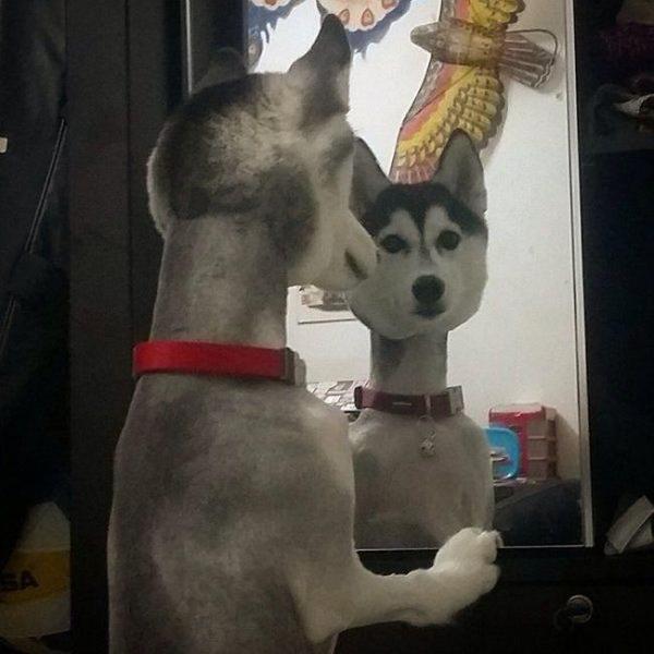 20 фотографий, на которые придется взглянуть дважды, чтобы понять их (ФОТО)