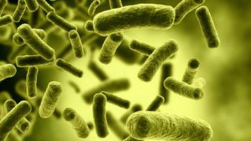 Кишечные бактерии могут защитить от инсульта