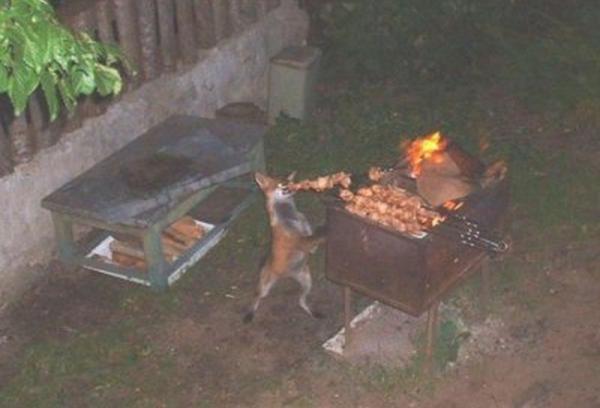 Помощники 80 уровня, которых у Вас никогда не будет! (ФОТО)