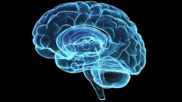 Ученые разработали трехмерную карту нервных соединений головного мозга