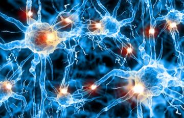 Ученые разработали новую методику лечения поврежденных нервных клеток