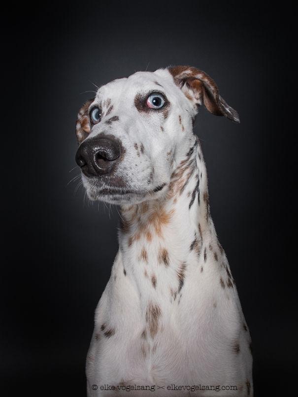 15 снимков, доказывающих, что собаки испытывают человеческие эмоции (ФОТО)