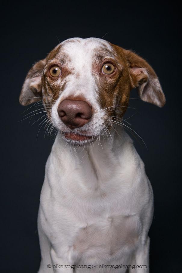 15 снимков, доказывающих, что собаки испытывают человеческие эмоции (ФОТО)
