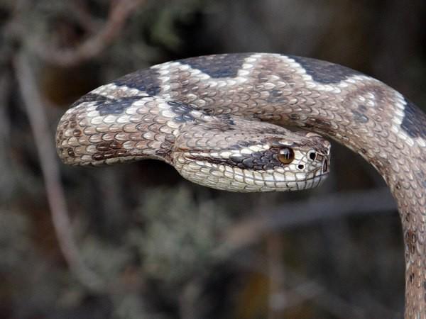 Реалистичные трости, от которых захватывает дух (ФОТО)