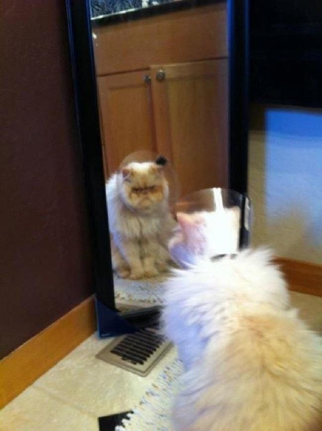 18 животных, которые буквально переполнены гневом (ФОТО) 18 животных, которые буквально переполнены гневом (ФОТО)