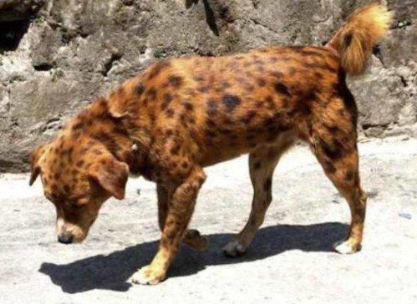 Одна на миллион. Топ-10 самых редких в мире пород собак (ФОТО)