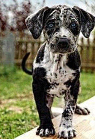 Одна на миллион. Топ-10 самых редких в мире пород собак (ФОТО)