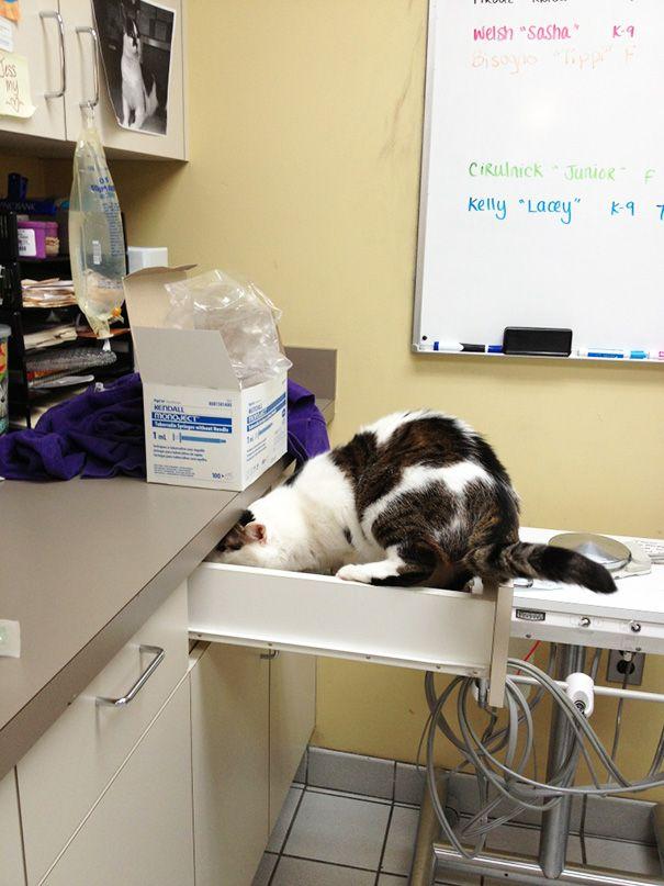 25 смешных котов, которые только что осознали, что находятся у ветеринара (ФОТО)