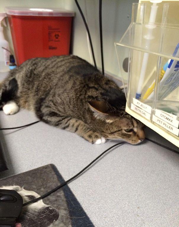 25 смешных котов, которые только что осознали, что находятся у ветеринара (ФОТО)
