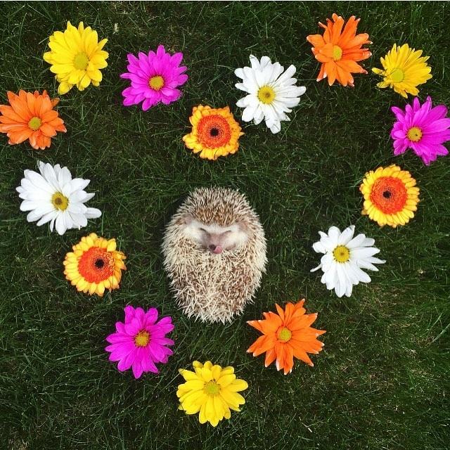 Хафф – ёж-вампир, который покорил Instagram своими очаровательными клыками (ФОТО)