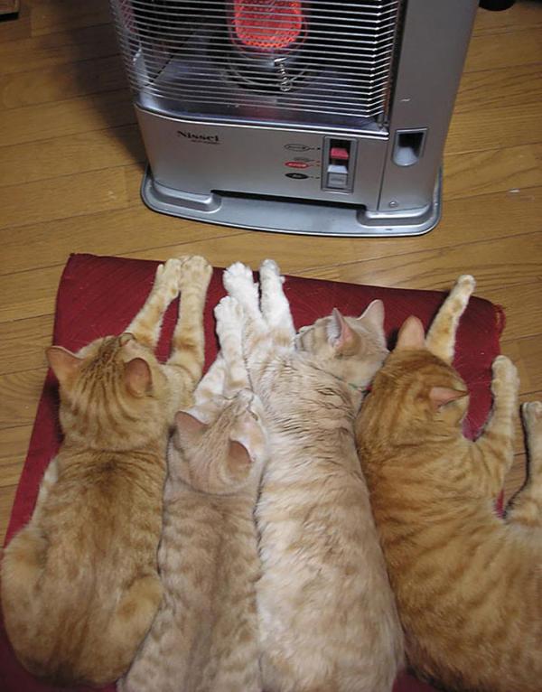 15 котов, которые больше всего на свете любят тепло (ФОТО)