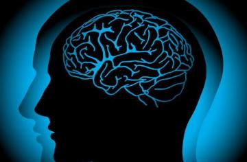 Исследование показало, как мозг стирает воспоминания