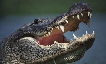 Аллигатор «постучал» в дверь американца во Флориде (ФОТО)