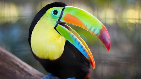 Буйство красок: самые яркие животные планеты (ФОТО)