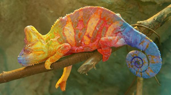 Буйство красок: самые яркие животные планеты (ФОТО)