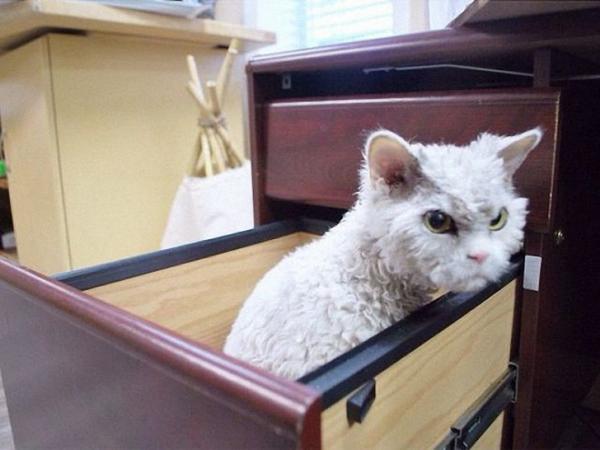 Альберт - самый злобный кот интернета (ФОТО)