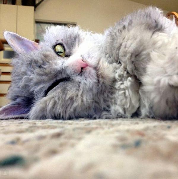 Альберт - самый злобный кот интернета (ФОТО)