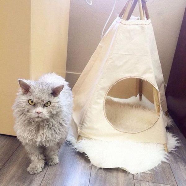 Альберт - самый злобный кот интернета (ФОТО)