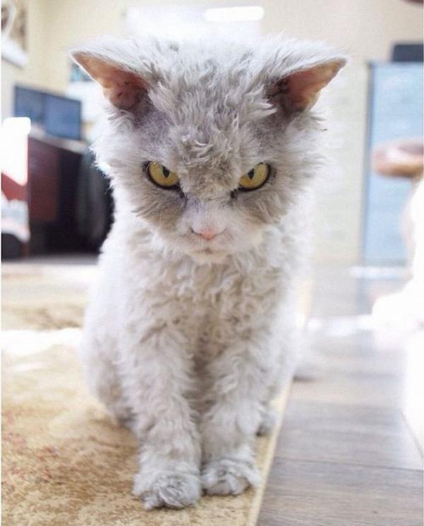Альберт - самый злобный кот интернета (ФОТО)