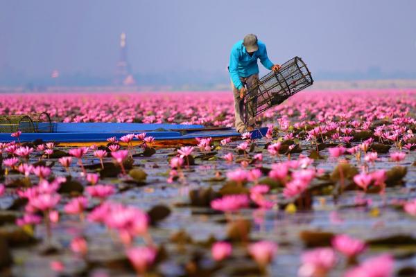 Находка для туриста: потрясающее озеро лотосов в Таиланде (ФОТО)