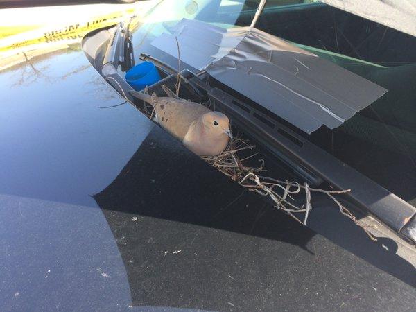 Голубка свила гнездо на капоте полицейской машины (ФОТО)