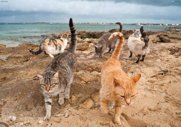 Кошачий пляж стал седьмым чудом для туристов на Сардинии (ФОТО)