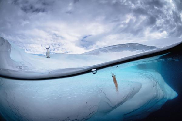 Между двух миров: на этих полуподводных снимках видно, что ждет вас за ширмой водной глади (ФОТО)