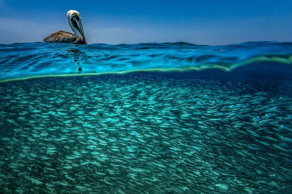 Между двух миров: на этих полуподводных снимках видно, что ждет вас за ширмой водной глади (ФОТО)