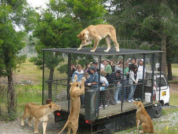 Забавные животные. Случаи в зоопарке (ФОТО)