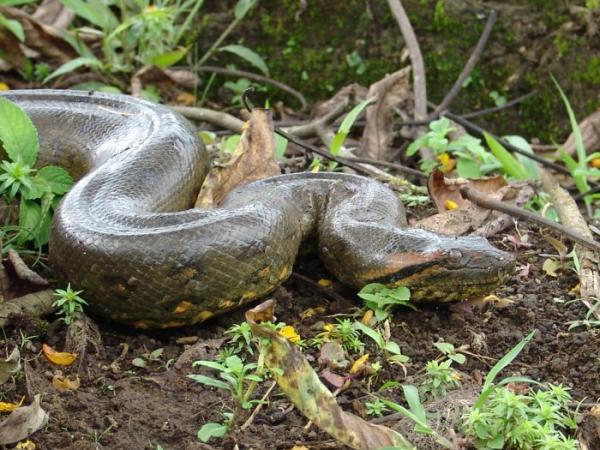 Королева рептилий: самая большая змея в мире (ФОТО)