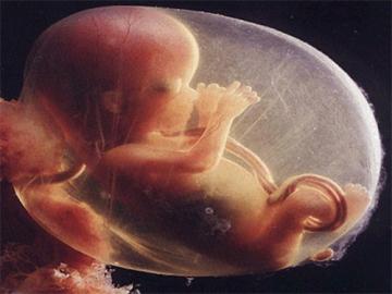 Ученые создают искусственную плаценту для недоношенных детей