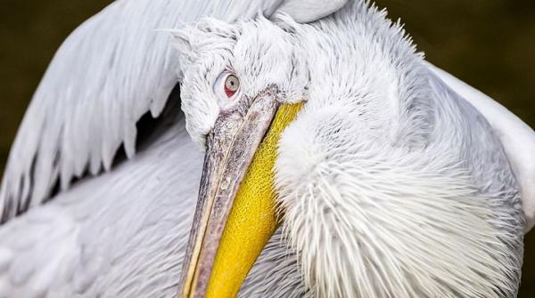Журнал National Geographic представил лучшие фотографии апреля (ФОТО)