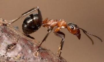 Полезные свойства и применение муравьиной кислоты