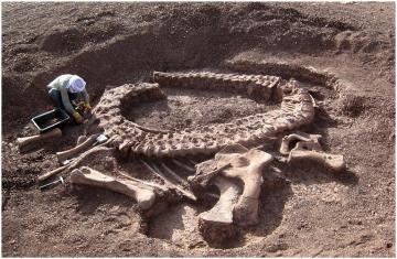 В Китае нашли останки динозавра-вегетарианца