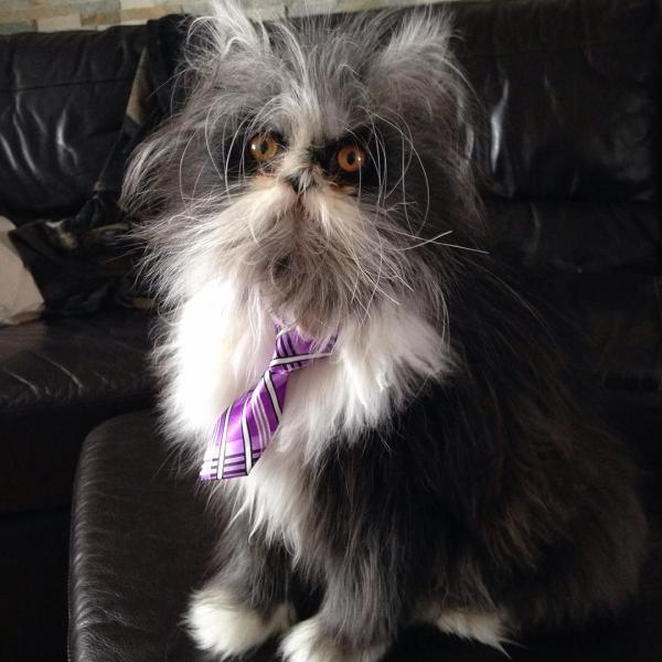 Кот из Канады выглядит как чокнутый профессор (ФОТО)