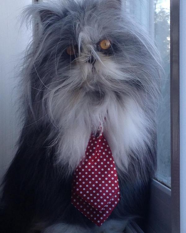 Кот из Канады выглядит как чокнутый профессор (ФОТО)