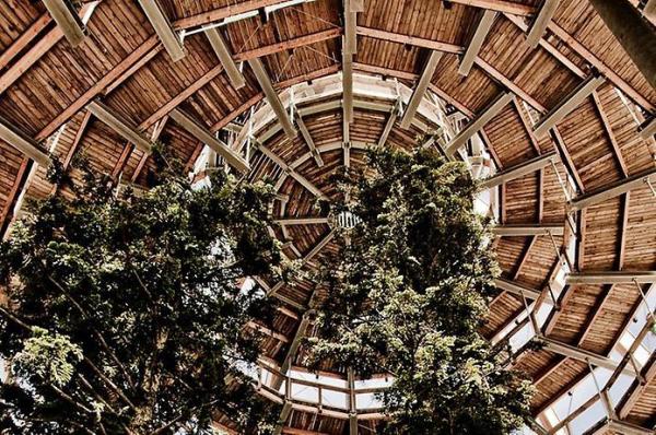 Тропа по вершинам деревьев в Баварии (ФОТО)