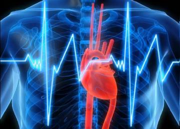 Ученые выяснили, почему человек не слышит собственное сердцебиение