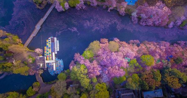 Розовое озеро в цветении сакуры: весенняя красота околдовала Токио (ФОТО)