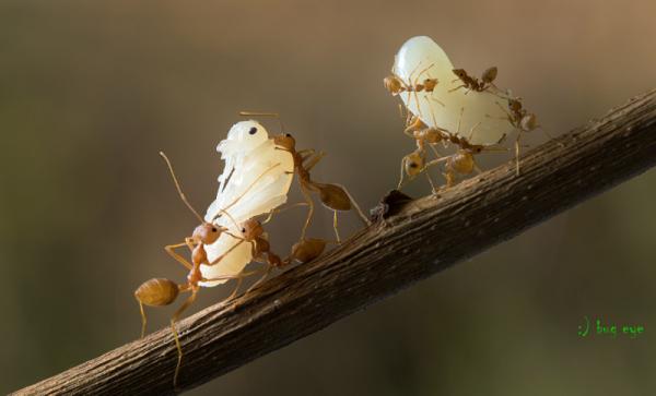 20 самых популярных макрофотографий в этом году (ФОТО)