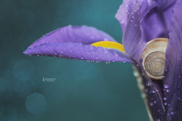 20 самых популярных макрофотографий в этом году (ФОТО)