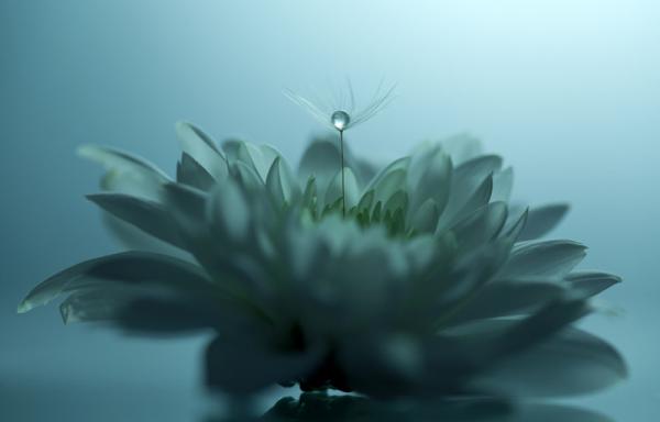 20 самых популярных макрофотографий в этом году (ФОТО)