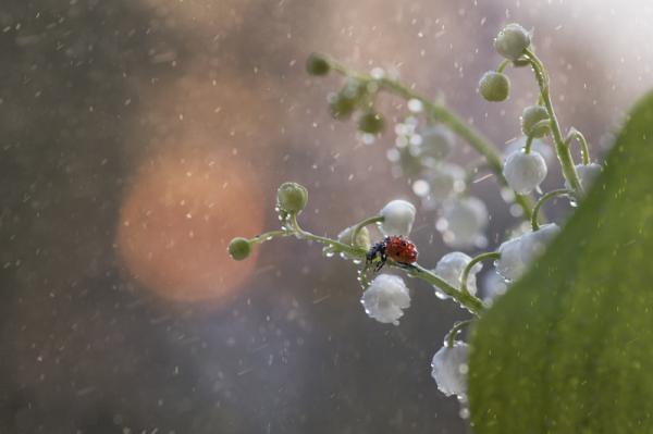 20 самых популярных макрофотографий в этом году (ФОТО)