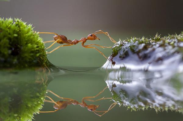 20 самых популярных макрофотографий в этом году (ФОТО)