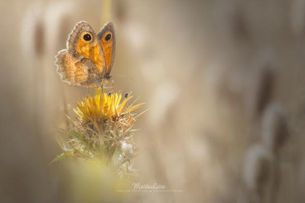 20 самых популярных макрофотографий в этом году (ФОТО)
