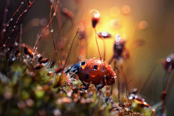 20 самых популярных макрофотографий в этом году (ФОТО)