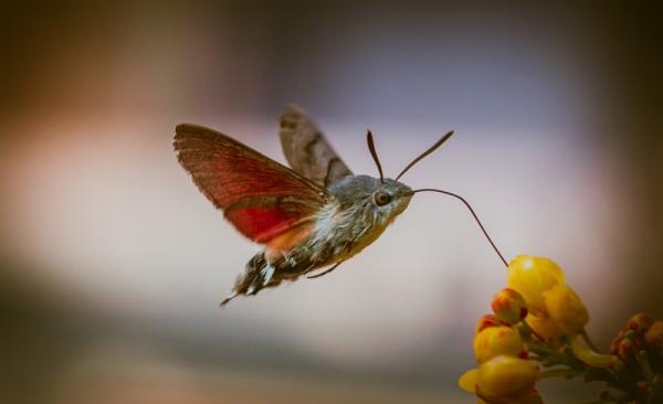20 самых популярных макрофотографий в этом году (ФОТО)